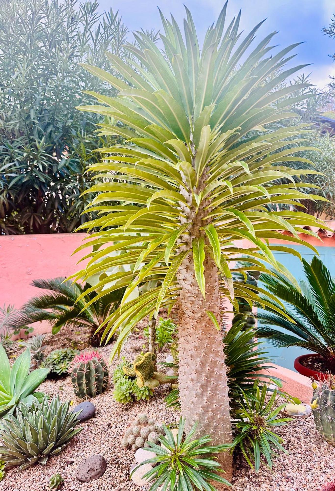 Il Giardino Davanti Al Mare Orosei Eksteriør bilde
